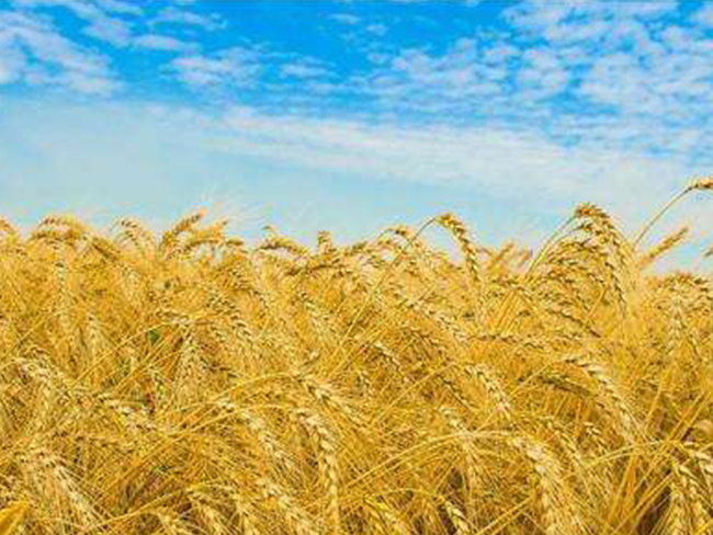 天然農(nóng)產(chǎn)品進(jìn)出口資質(zhì)、流程、注意事項(xiàng)及稅率？